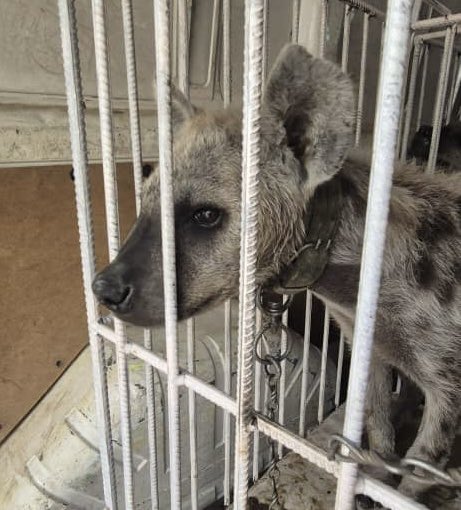EAGLE Senegal - 3 live animals traffickers arrested with 2 young live hyenas. They were ordered and captured with their mother that has already been traded away.
Great work of Cecile Bloch and her EAGLE Senegal team with the authorities. 

#wildlifelawenforcement
#wildlifecrime