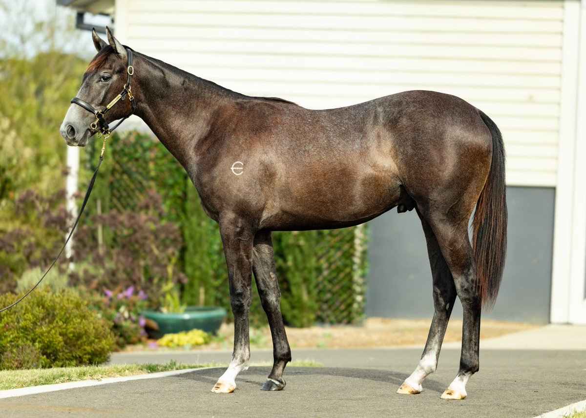 Vahala Racing Stables (@vahala_racing) on Twitter photo Day 2&3 at the Inglis Premier produced the goods! Four more exceptional yearlings will be joining us out west! 👏
398 Doubtland/Quenya
<a href="/widdenstud/">Widden</a>
482 Satono Aladdin/Sororia
<a href="/TwinHillsStud/">Twin Hills Stud</a>
564 Toronado/Wonderful World
<a href="/ShadowHillVic/">Shadow Hill Th'breds</a>
781 D’Argento/The Banana Stand
<a href="/balius_farm/">Balius Farm</a> Day 2&3 at the Inglis Premier produced the goods! Four more exceptional yearlings will be joining us out west! 👏
398 Doubtland/Quenya
<a href="/widdenstud/">Widden</a>
482 Satono Aladdin/Sororia
<a href="/TwinHillsStud/">Twin Hills Stud</a>
564 Toronado/Wonderful World
<a href="/ShadowHillVic/">Shadow Hill Th'breds</a>
781 D’Argento/The Banana Stand
<a href="/balius_farm/">Balius Farm</a>