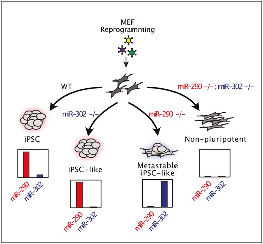 This study dissects the requirement for the miR-290 and miR-302 clusters during the reprogramming of mouse fibroblasts into induced pluripotent stem cells.
academic.oup.com/stmcls/article…
