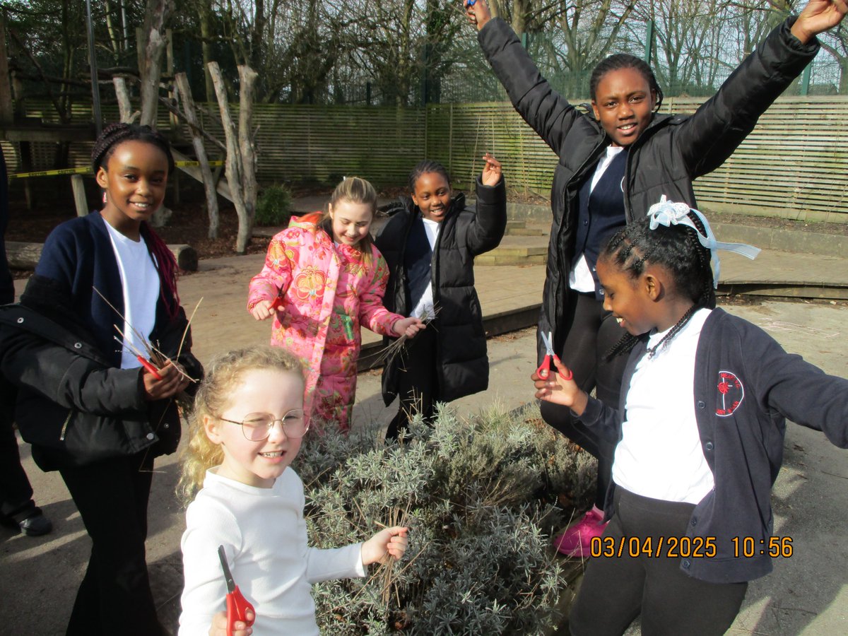 Spring is in the air.☀️🌱The children helped out during their break time to trim the lavender plants ready for new growth this spring.