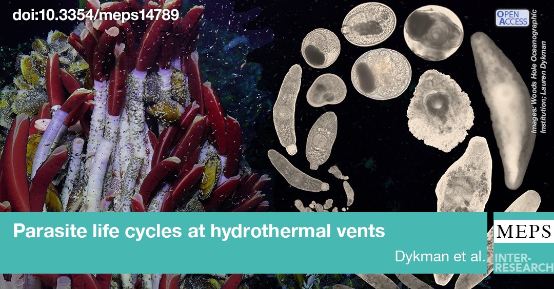 MEPS_IR's tweet image. Secret life of the deep: parasitic flatworms (trematodes) at deep-sea hydrothermal vents transmit through 2 or more vent host species! This multi-host life-cycle in an extreme setting highlights the ubiquity and success of parasite. #FeatureArticle
bit.ly/meps_755_1