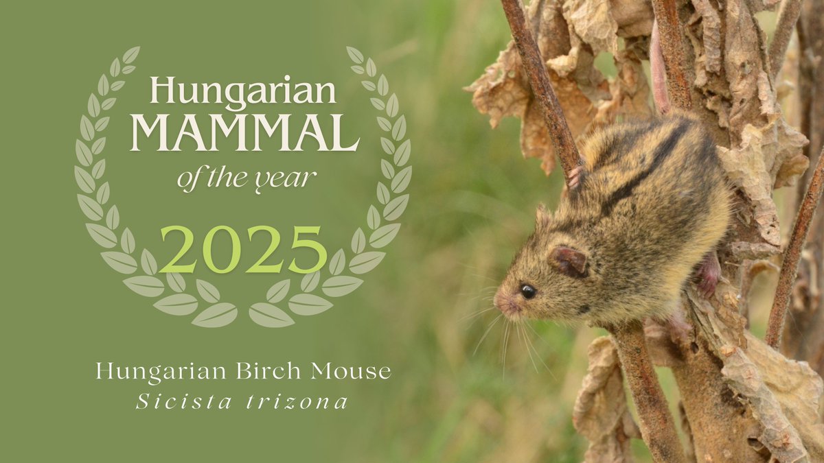 Biodiversity Genomics Europe (BGE) (@biogeneurope) on Twitter photo The endangered Hungarian Birch #Mouse is selected as Mammal of the Year 2025! 🏆
👉This tiny #rodent’s genome is currently being sequenced with our support: biodiversitygenomics.eu/2025/03/04/cel…
#Biodiversity #Genomics #Europe <a href="/REA_research/">European Research Executive Agency</a> <a href="/erga_biodiv/">European Reference Genome Atlas</a> <a href="/EBPgenome/">Earth BioGenome Project 🌍</a> <a href="/iBOLConsortium/">International Barcode of Life Consortium (iBOL)</a> <a href="/iBOLEurope/">iBOLEurope</a> The endangered Hungarian Birch #Mouse is selected as Mammal of the Year 2025! 🏆
👉This tiny #rodent’s genome is currently being sequenced with our support: biodiversitygenomics.eu/2025/03/04/cel…
#Biodiversity #Genomics #Europe <a href="/REA_research/">European Research Executive Agency</a> <a href="/erga_biodiv/">European Reference Genome Atlas</a> <a href="/EBPgenome/">Earth BioGenome Project 🌍</a> <a href="/iBOLConsortium/">International Barcode of Life Consortium (iBOL)</a> <a href="/iBOLEurope/">iBOLEurope</a>