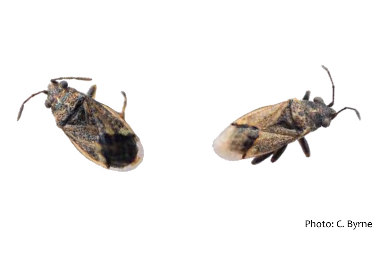 Volume 40 - Byrne and Power report on the Wheat Bug (Nysius huttoni), a lygaeid bug new to Ireland from
Co. Carlow. For subscription details: irishnaturalistsjournal.org