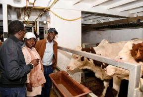 LERURAL2's tweet image. 🚨SÉNÉGAL : 1 307 bovins français réceptionnés pour renforcer la production laitière locale

Lire plus ⤵️
lerural.bj/bovin

📍 Abonnez-vous à notre chaîne WhatsApp via ce lien pour ne rien manquer  ⤵️
whatsapp.com/channel/0029Vb…

 @BeninRetweets #Bovin @actualites229