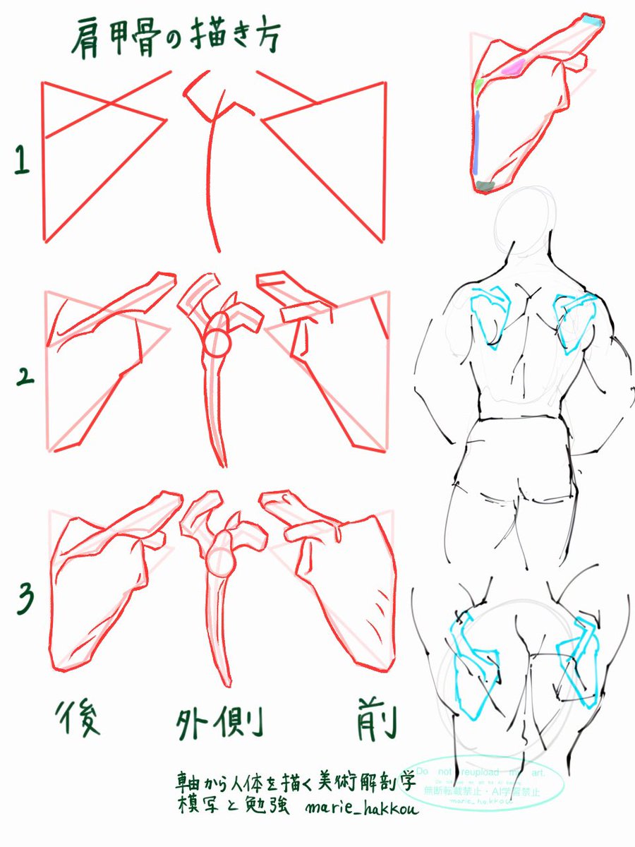 軸から人体を描く美術解剖学 P43 肩甲骨の描き方を模写してから 少し