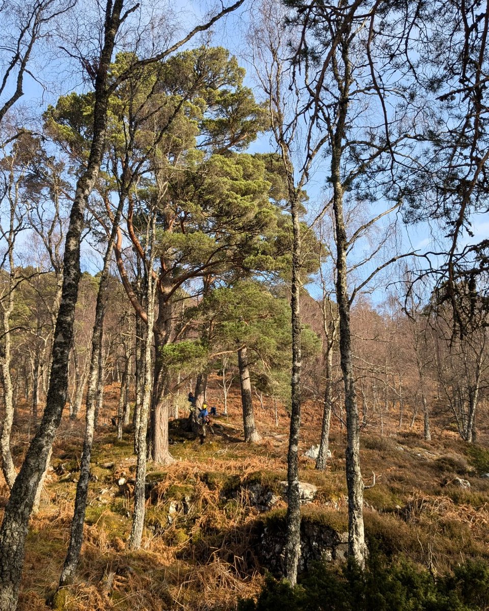 🌲 Collecting Scots pine seed at Dundreggan calls for expert help! 👷🧗

Since cones release their seeds before falling, we need skilled tree climbers to carefully collect them before that happens.

These seeds will be nurtured in our nursery before being planted to restore
