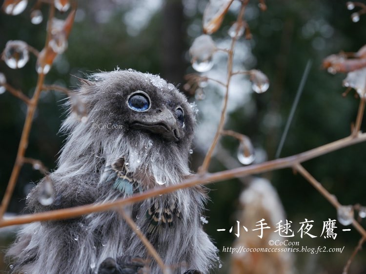 淡雪のたより❄️🌨️