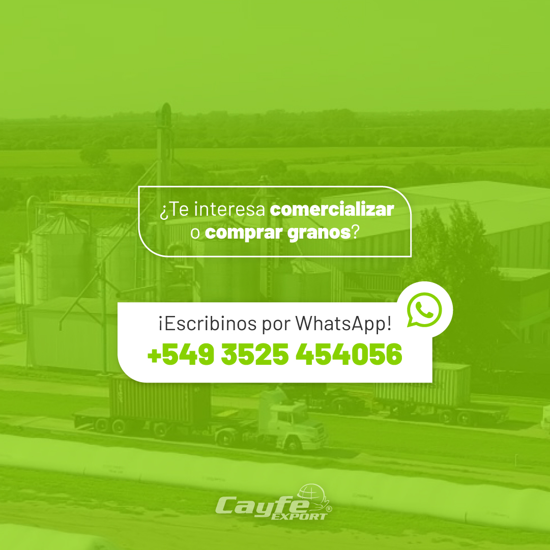 cayfe_export's tweet image. ¿Te interesa comercializar o comprar granos?🌾

Si estás buscando calidad, confianza y experiencia en el comercio de granos, estamos para asesorarte

📲Escribinos al 3525 454056