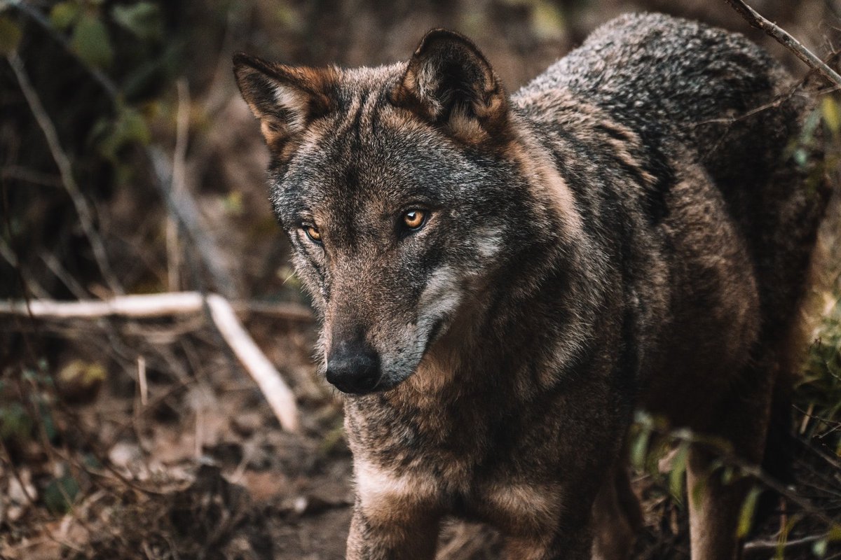 🐺 Hunters leading on coexistence with the #Wolf in Croatia

📯 The Croatia Hunting Federation and partners are taking the lead in the Dalmatian Stakeholder Platform to balance wolf #conservation with community needs. 

📌 Key Goals:
✅ Reduce livestock losses &amp; conflicts
✅