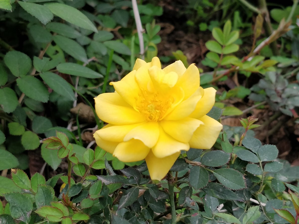 divyaasrisri's tweet photo. Yellow Rose , ~ D ☘︎
#NaturePhotography
#gardening #photo
#photography
#photographers
#flowerpictures
#garden #nature
#tuesdayvibe
#gardevoir
#Trending
#SimpleFeelings https://t.co/A6c561yedr