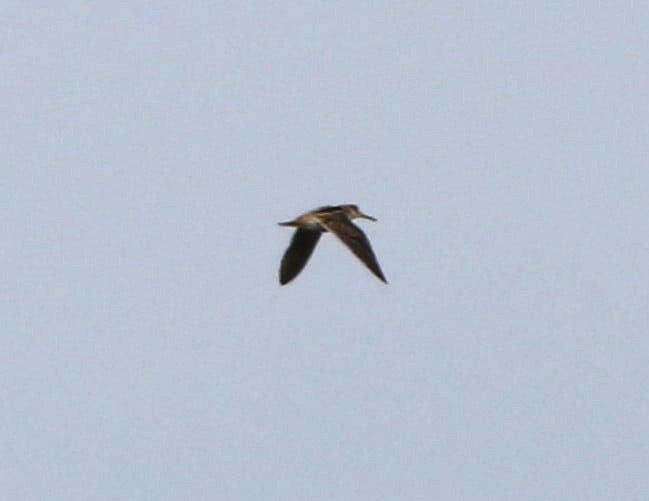 MarburyBirds tweet media