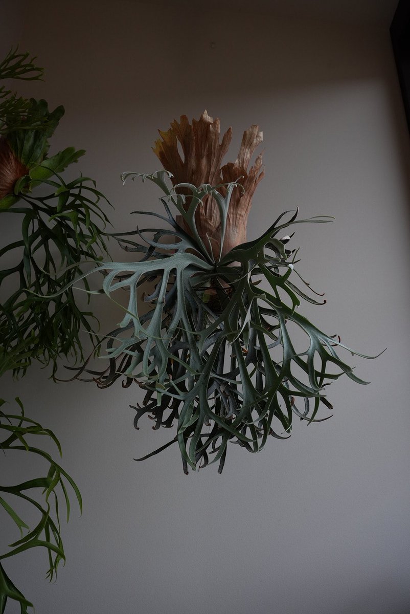 空飛ぶスパゲッティモンスター