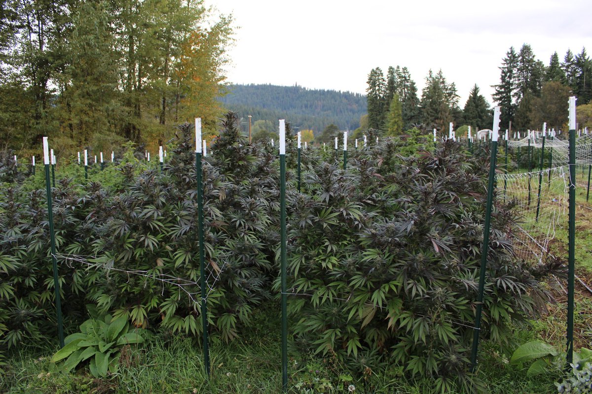 Outdoor season can't come soon enough. Has anyone got started for outdoor yet? I'm still running behind! 🙂💚🤙