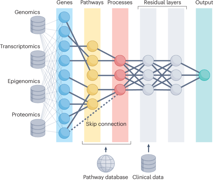 New online! Beyond the black box with biologically informed neural networks bit.ly/3DhWUUH