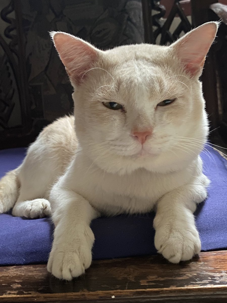 pika pika tweet media