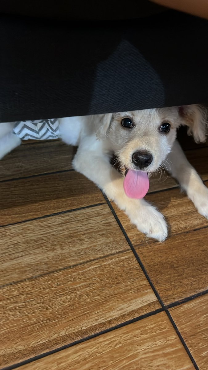 Alguien que le done un par de bolsitas de pañales para este Bebito por favor costo S/20 soles c/u 🥹 yape/plin: 922 912 750 hoy le tomo más fotitos para seguir promoviendo su adopción 💜