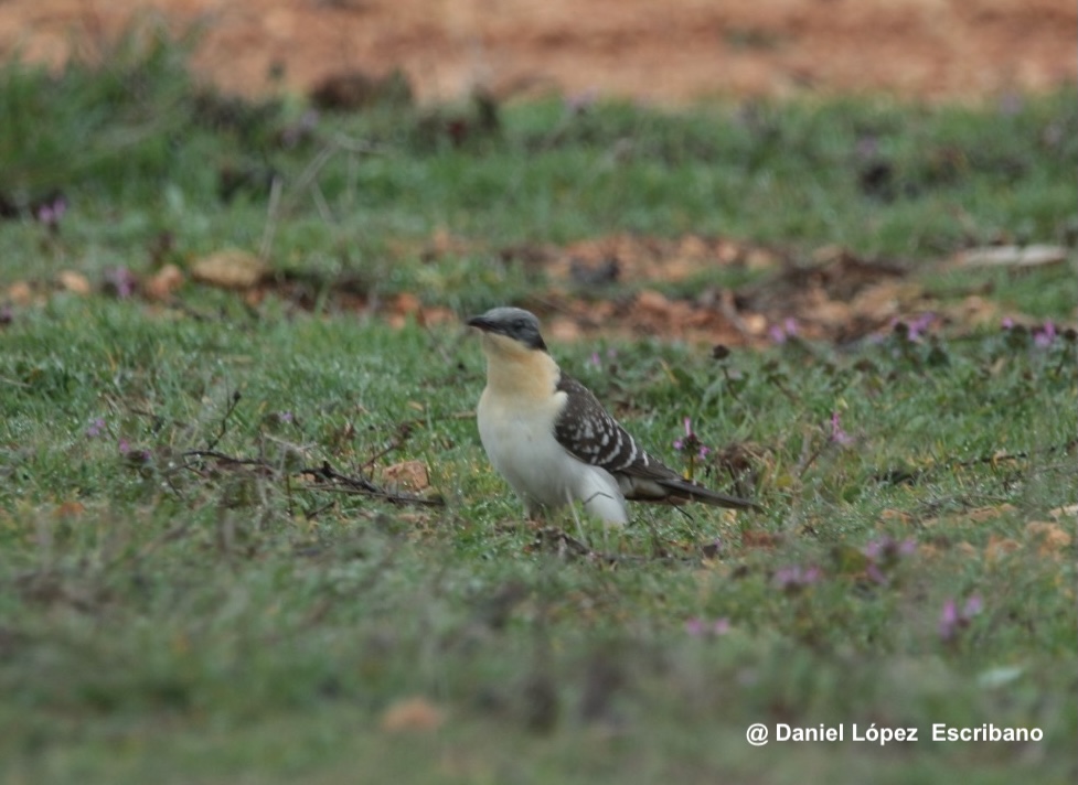 Sorpresas que nos da el trabajo de campo de la monitorización de #fauna silvestre 😊 ¡El críalo europeo ya está por La Mancha! ✅ Es increíble cómo un entorno tan antrópico puede albergar tanta #biodiversidad 😮