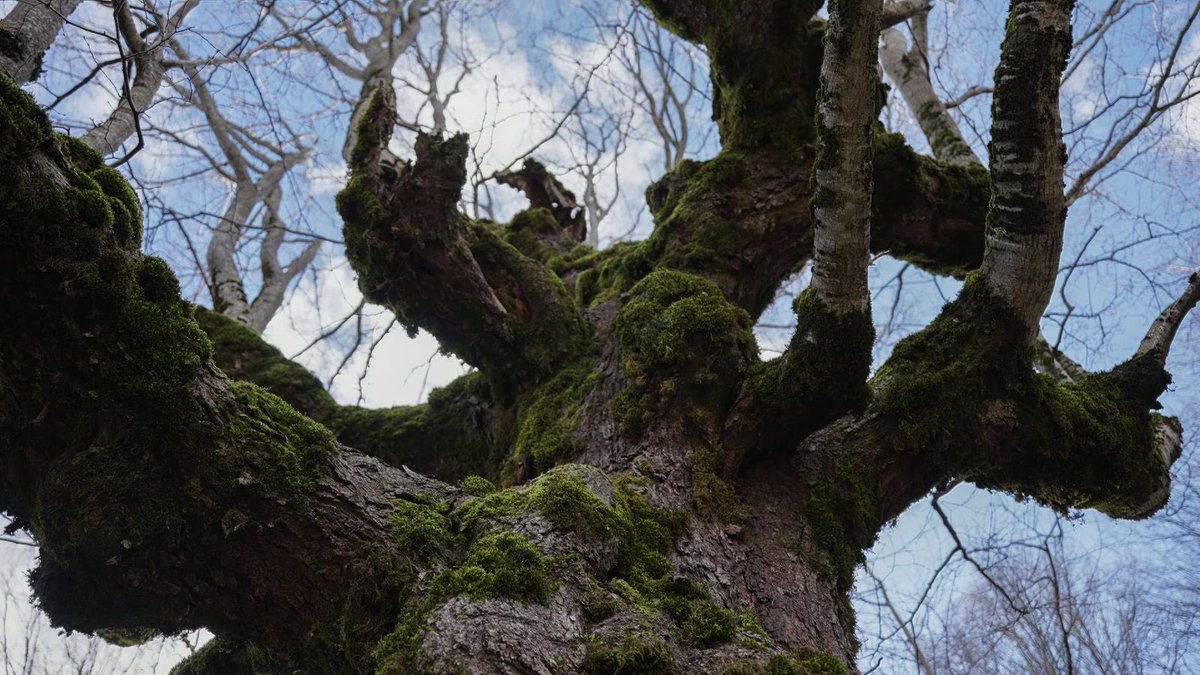 UNDPAlbania's tweet photo. Home to 16 natural monuments, Zagori Nature Park is also a refuge for wildlife such as the Brown Bear, Wolf, and Eurasian Otter!
However, conservation efforts face challenges due to the absence of a management plan. That’s where #EU4Nature comes in—working to strengthen administrative capacity, develop a management plan, implement priority actions, and equip the park for effective conservation.
 #EU4Nature is funded by @EUinAlbania and @SwedeninAL and implemented by #UNDP & @aics_it
