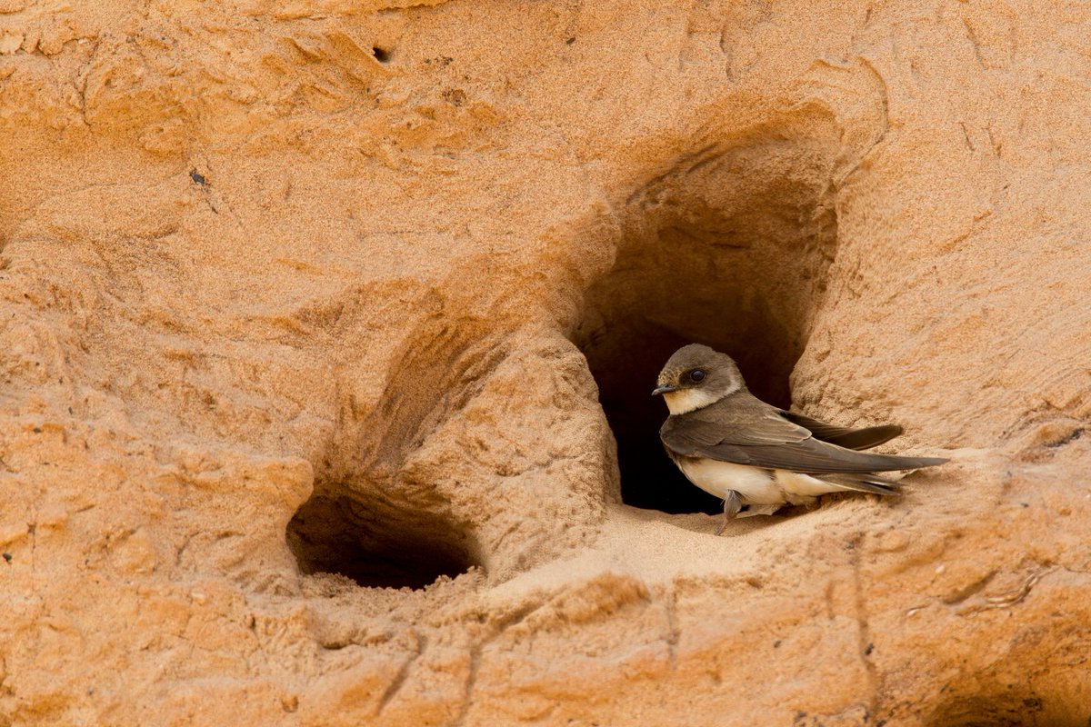 In March, Sand Martins begin to arrive back in Scotland after overwintering south of the Sahara Desert.

These nimble little birds are social nesters, which means as many as several hundred pairs can nest close together in a single colony.

Have you spotted any yet?

📸: Ben Hall
