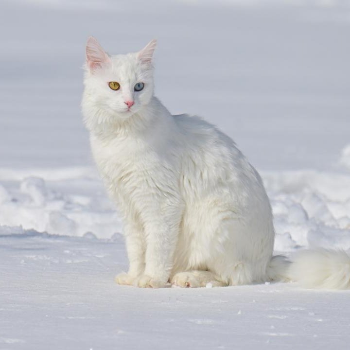 Van Kedisinin karla buluşması ❤👌