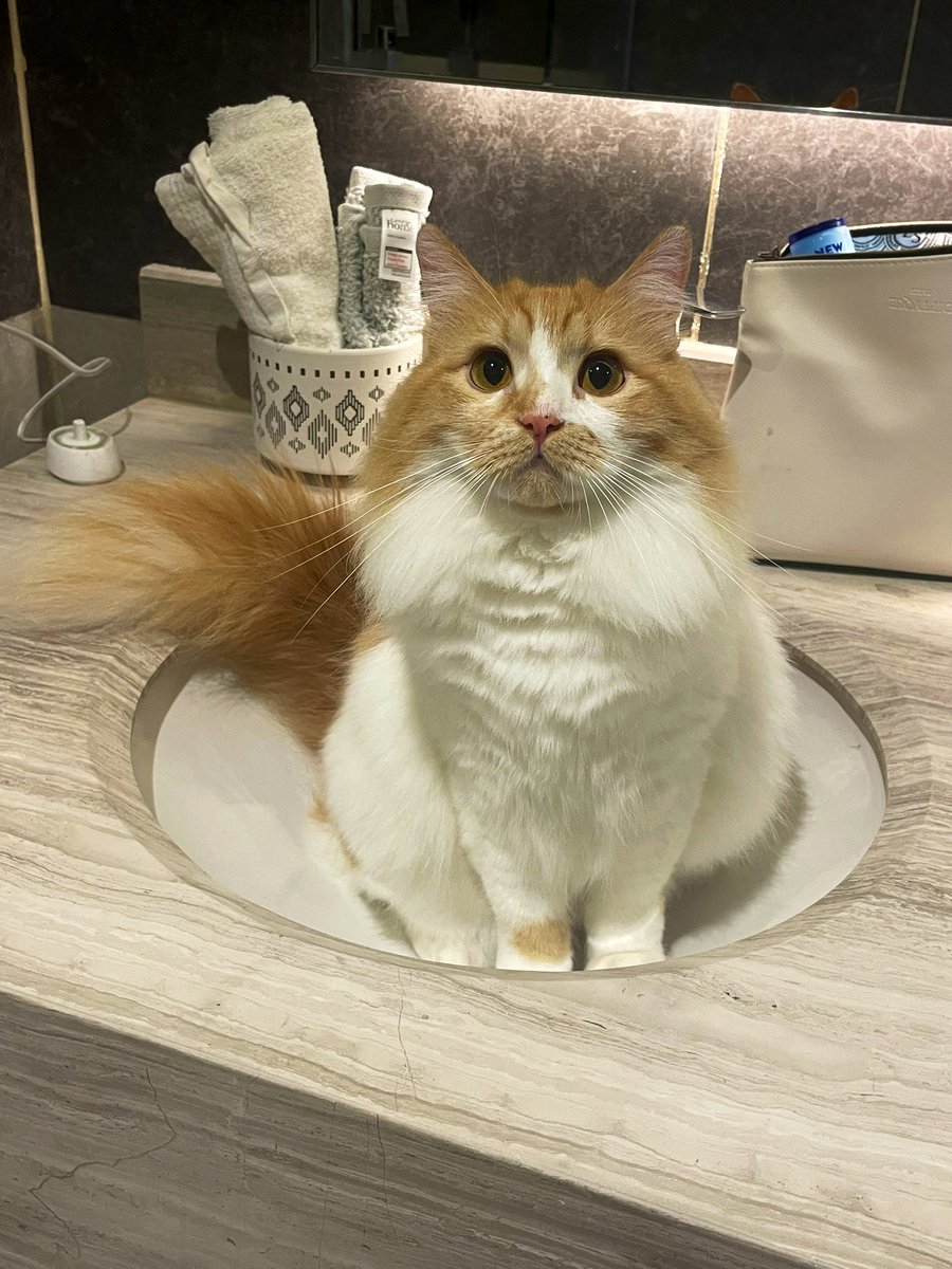 That sinking feeling… 👀🐾