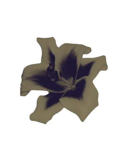 draodgil's tweet photo. 𝙿𝙾𝙽𝙷𝙰 　 o  　↷ 　 ᴰᴱᴰᴼ   　𝒏a     　   　 #𝕱𝙴͟𝚁͟𝙸͟𝙳͟𝙰    冫  𝟹𝚡𝟺 . https://t.co/EatVsTsWmw