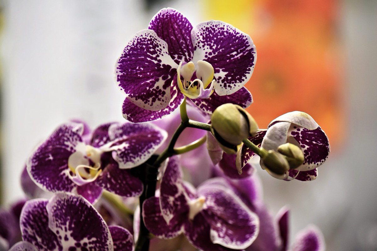 PEKHTography's tweet image. #Phalaenopsis #Orchid #Compilation #Flowers #Nature #Purple #Vibrant #Petals #Beauty #Diversity #Variety #Garden #Oasis #blend #royalty #Hybrid #wonder #Sunlight #warmth #Life #celebration