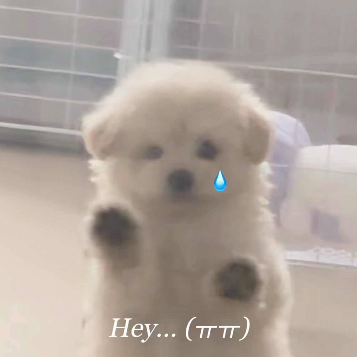 ૮⸝⸝아지⸝⸝ა (@ajibabie218) on Twitter photo 𝑯𝒆𝒚... (ㅠㅠ) 𝑯𝒆𝒚... (ㅠㅠ)