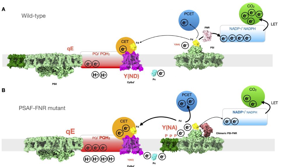 ThePlantCell's tweet photo. Tethering ferredoxin-NADP+ reductase to photosystem I promotes photosynthetic cyclic electron transfer (Thomas Z Emrich-Mills, Matthew S Proctor, et. al.) https://t.co/9KO9rBWFKa @ASPB #PlantSci https://t.co/n7eZJJMQvs