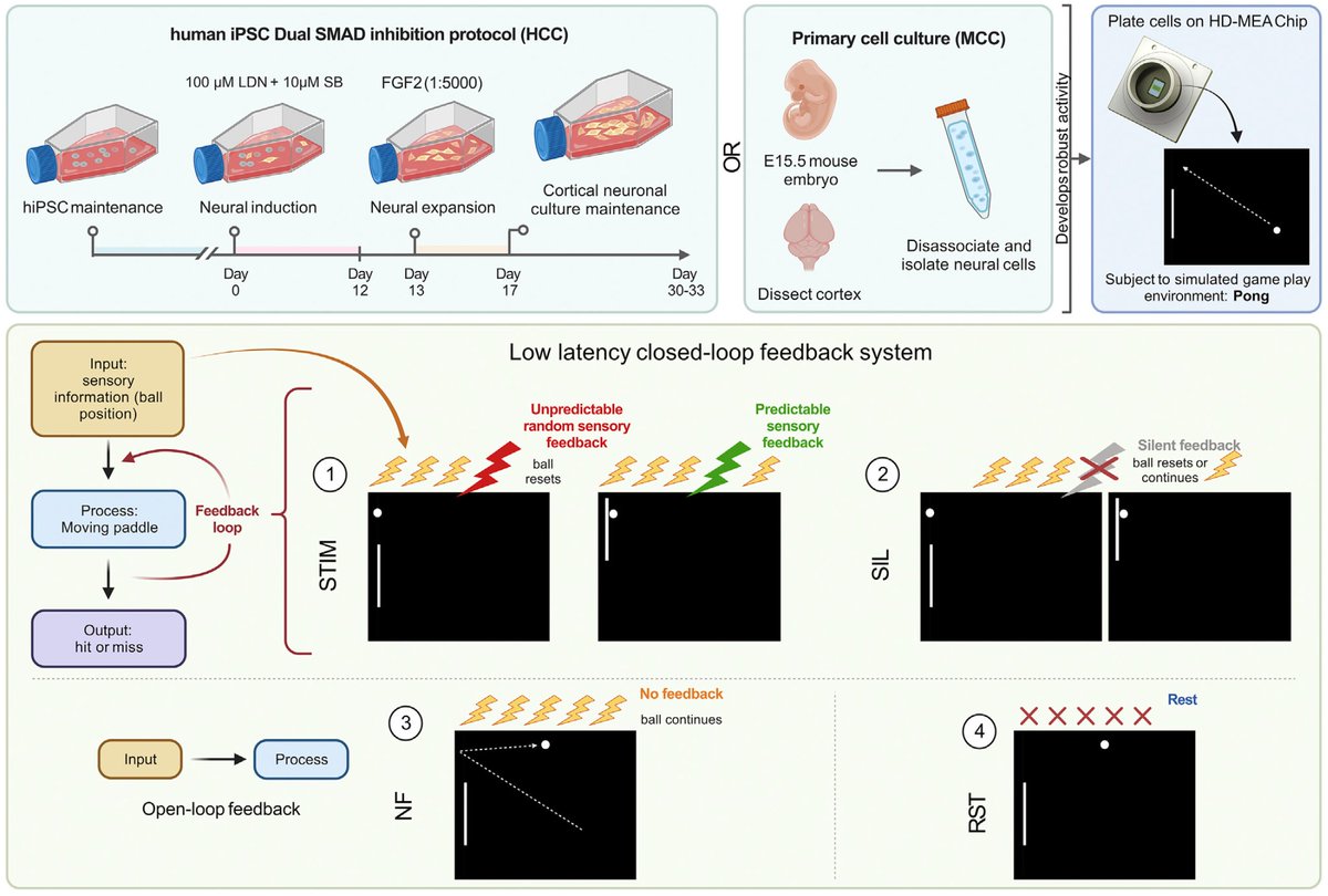 IterIntellectus's tweet image. CL1 merges neurons with high-density electrode arrays, forming a closed-loop system where electrodes deliver precise electrical signals. neurons interpret signals, form new connections, and dynamically learn from their simulated environments.

4/