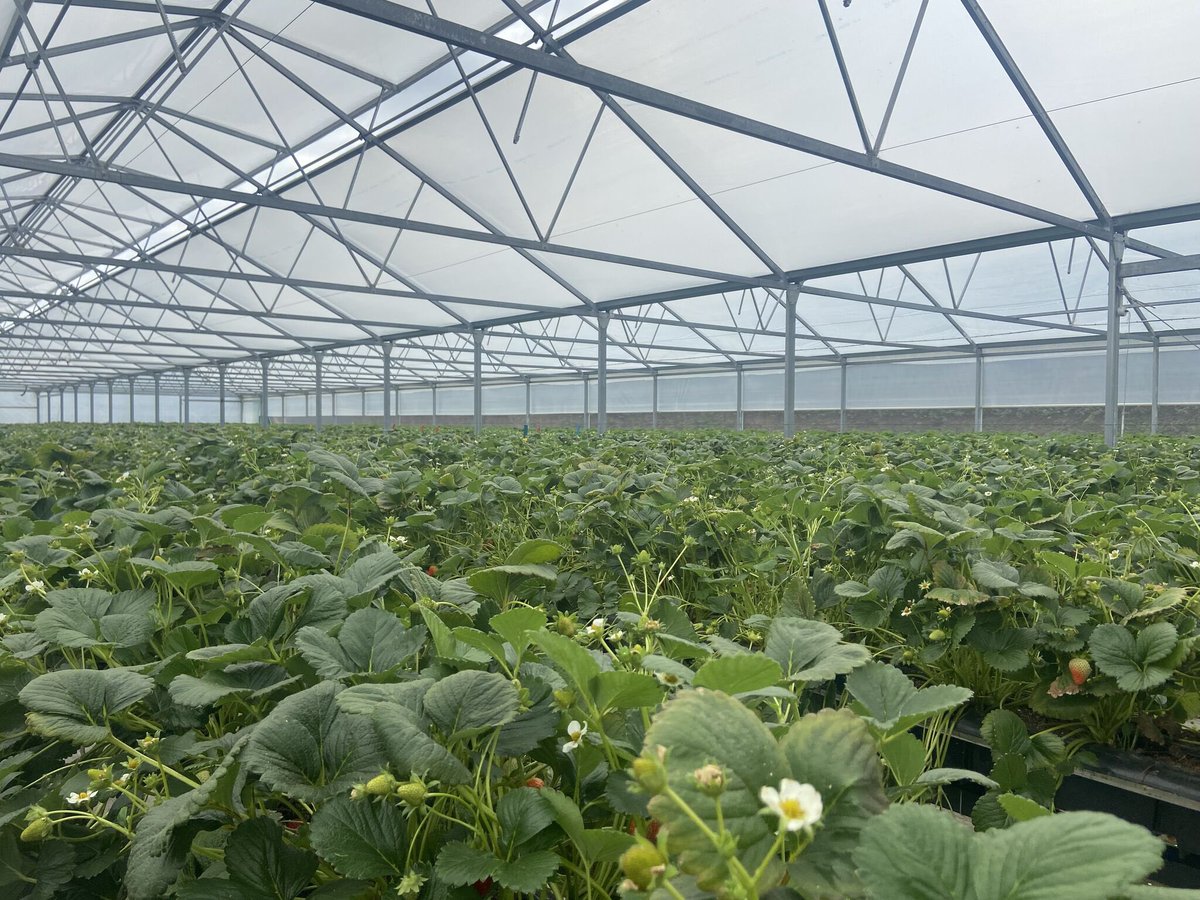 Sander, our Head of Global Sales, has spent the past two weeks in Australia visiting growers and participating in Berry Quest International 2025. A fantastic and very valuable trip! 

#farming #coir #fruitfarm #BQI25 #polytunnels