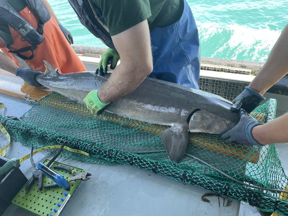 This #TagReturnTuesday #LakeSturgeon was tagged in 2011 and recaptured for the first time in 2024! The #sturgeon grew from 36.5" long at 8 years old to 58.4" long at 21 years old. (🧵1/2)

#GreatLakes #GreatLakesSci #SciComm