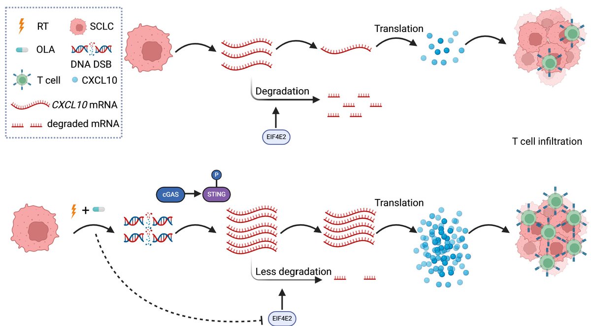 Benjamin Lok, MD tweet media