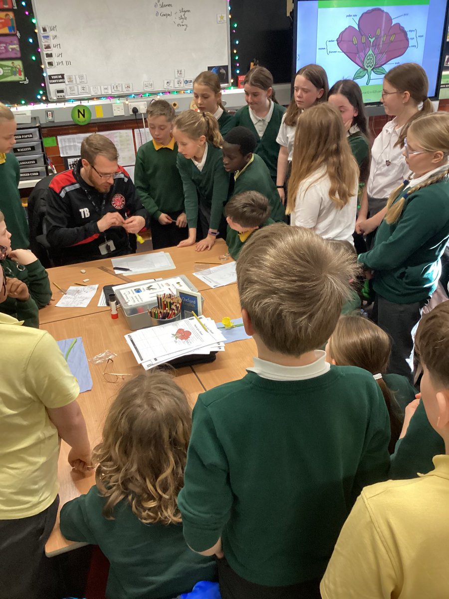 Year6Markeaton's tweet image. #MPSscience 🧠💚 Identifying the male and female parts of a flower, it really was a blooooming brilliant lesson. 🙈