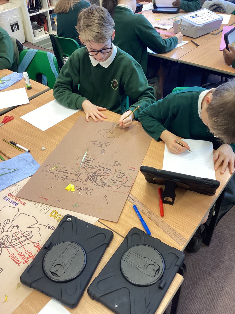 Year6Markeaton's tweet image. #MPSscience 🧠💚 Identifying the male and female parts of a flower, it really was a blooooming brilliant lesson. 🙈