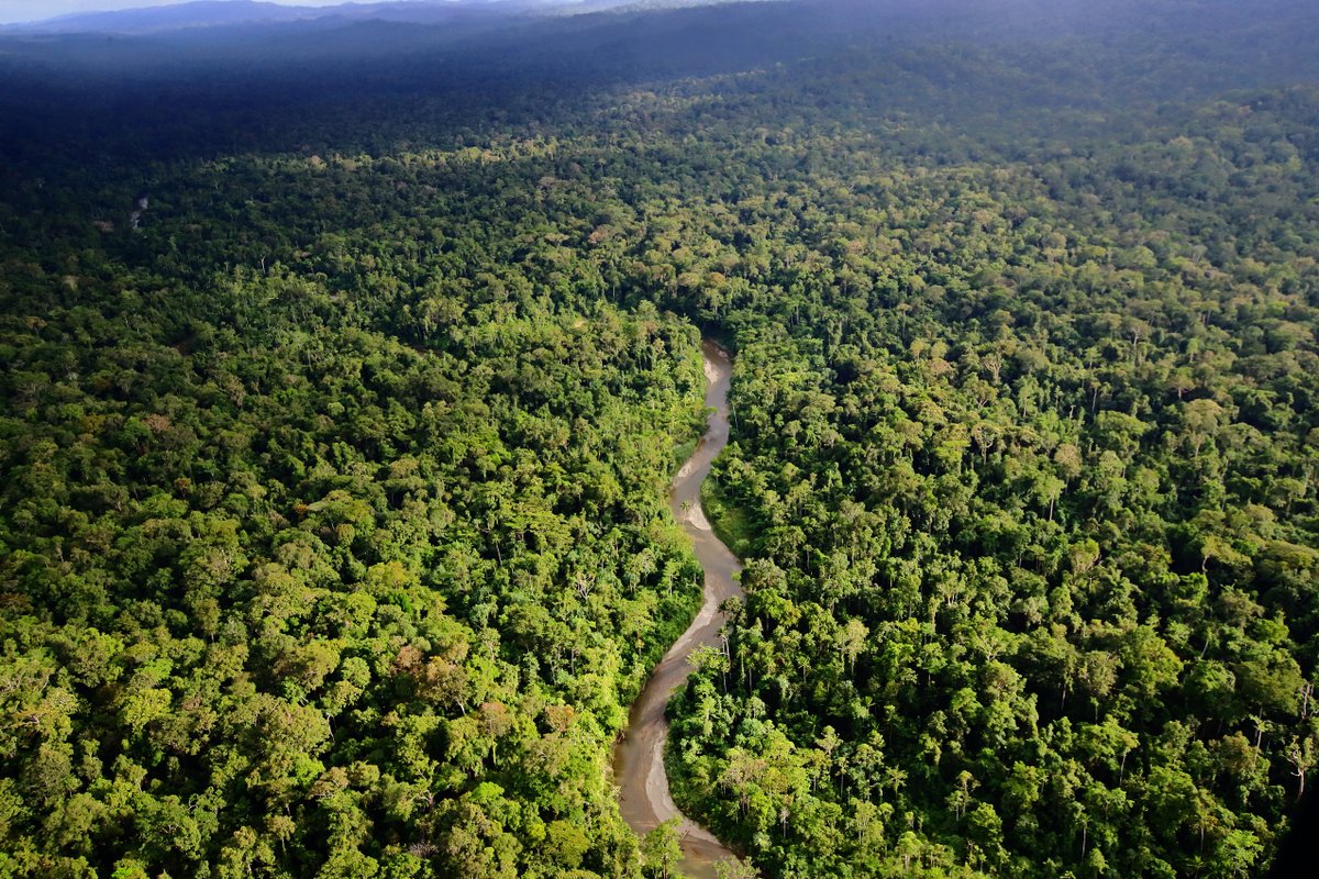 Earthsight (@earthsight) on Twitter photo 22 Indonesian civil society organisations are calling for the <a href="/EU_Commission/">European Commission</a> to take into account the imminent threats facing millions of hectares of forest and indigenous rights in Papua in its risk assessments for the #EUDR benchmarking system. 🔗 bit.ly/3QHtAtM 22 Indonesian civil society organisations are calling for the <a href="/EU_Commission/">European Commission</a> to take into account the imminent threats facing millions of hectares of forest and indigenous rights in Papua in its risk assessments for the #EUDR benchmarking system. 🔗 bit.ly/3QHtAtM