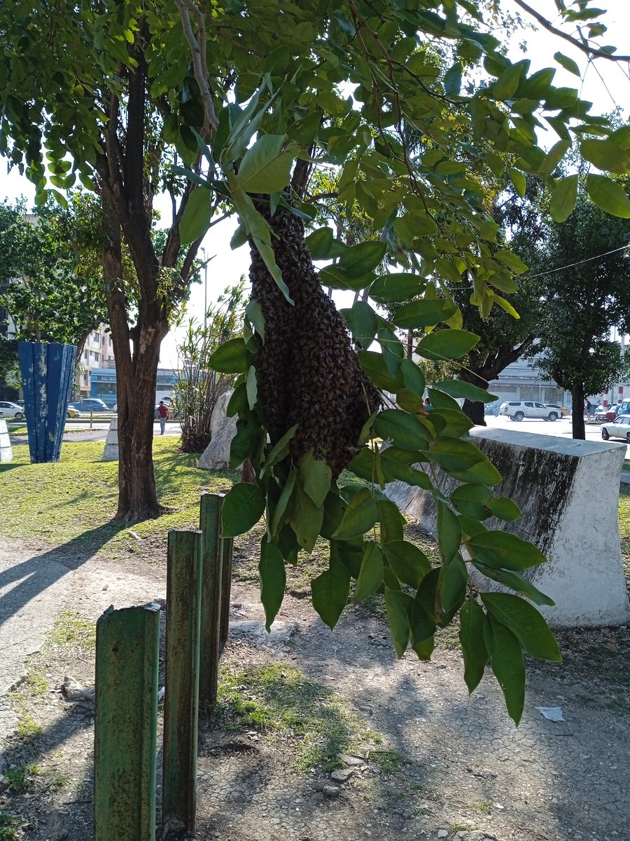 Libia Miranda tweet media