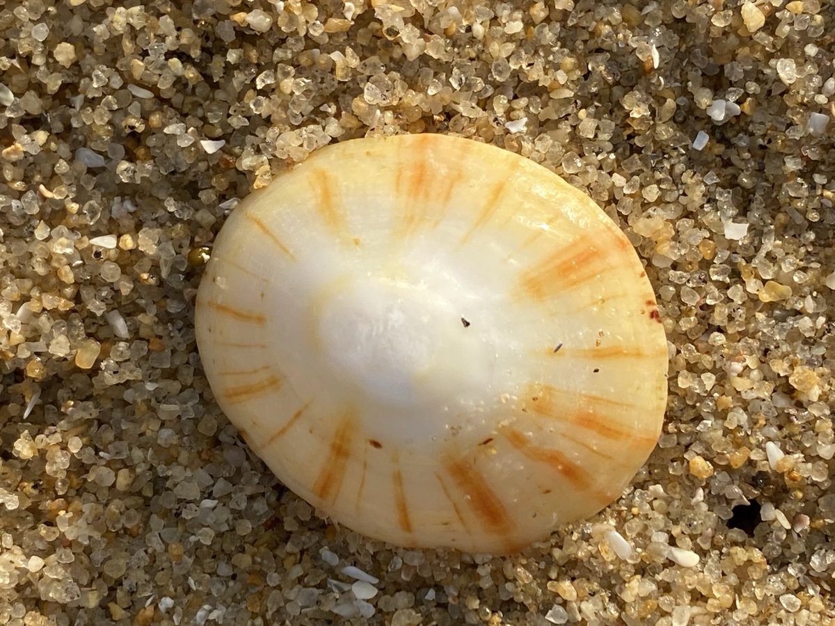 _Parsley_Sage_'s tweet image. 🎶seashell eyes🎶
#seashells #sea #shells #limpet 
#photography #collection 
From the beach in #Brittany