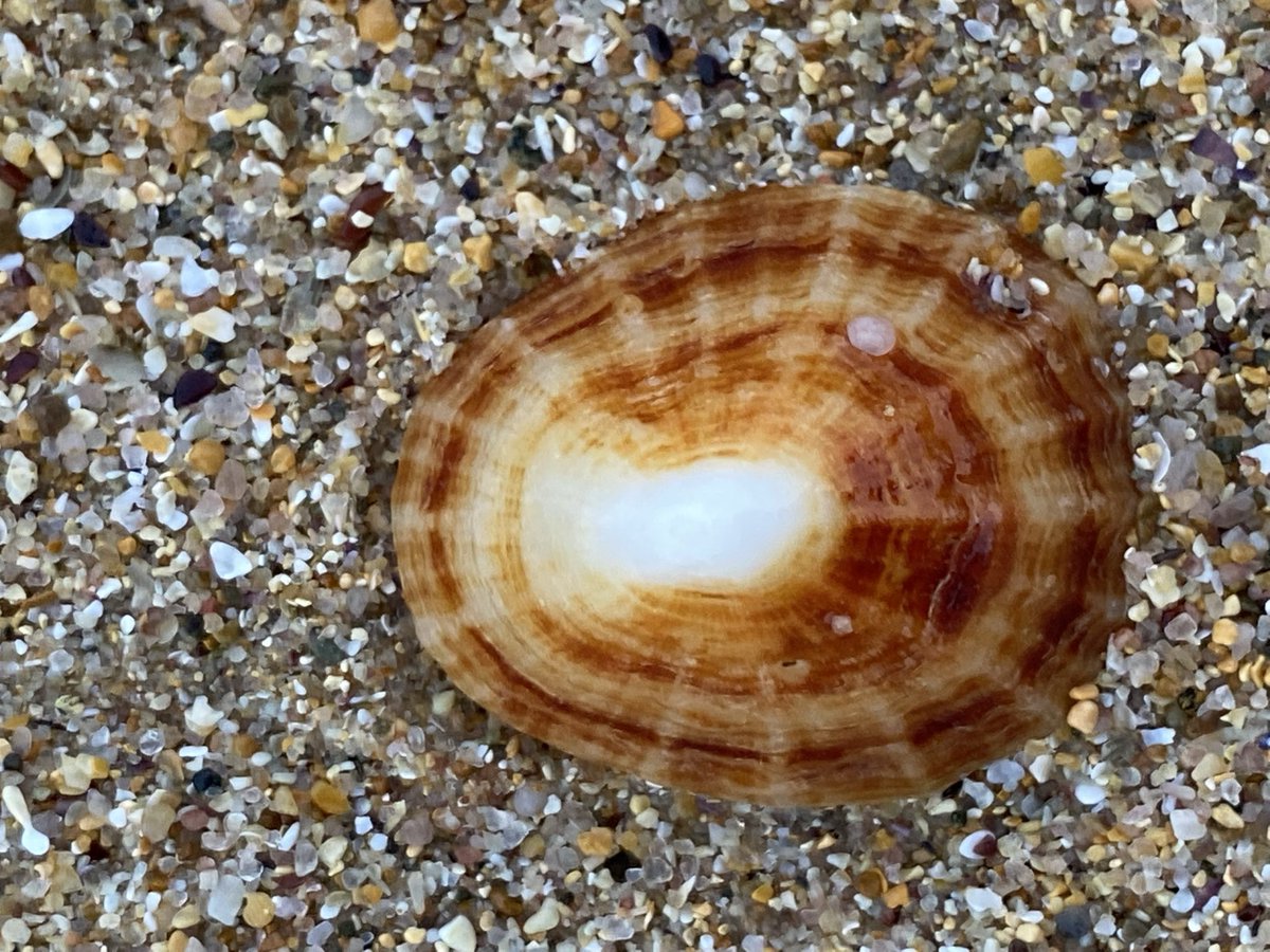 _Parsley_Sage_'s tweet image. 🎶seashell eyes🎶
#seashells #sea #shells #limpet 
#photography #collection 
From the beach in #Brittany
