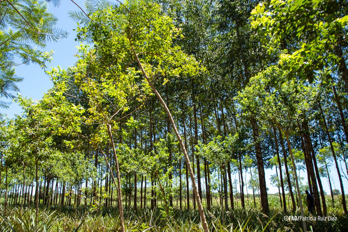 MEF_Paraguay's tweet photo. El proyecto #PROEZA 🇵🇾, implementado por 9 entidades públicas bajo la coordinación del #MEF y apoyo técnico de la @FAOParaguay, ya benefició a más de 1.400 familias con sistemas agroforestales y contribuyó a la plantación de 1 millón de árboles.
➡️ https://t.co/VbJce0A684 https://t.co/luyJKnhMhy