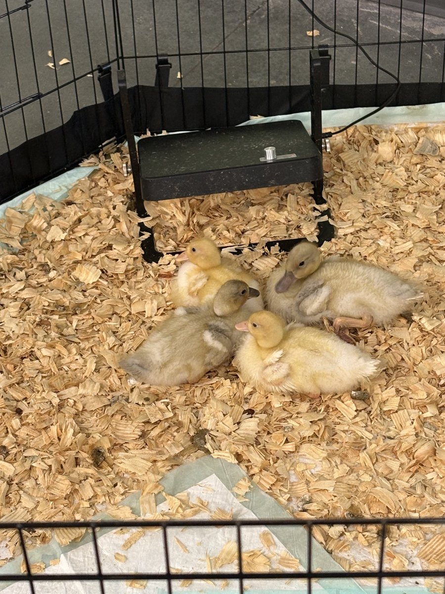 We are excited to welcome our newest animals!  ⁦<a href="/LexingtonTwo/">Lexington District Two</a>⁩
