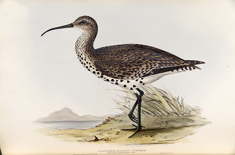 Celebrate #InternationalWomensDay2025 with our recent guest #blog by Ann Datta, #Volunteer Art Cataloguer, about the recently extinct slender-billed curlew illustrated by Elizabeth Gould in 1833-37: zsl.org/news-and-event… #womensart #WomensHistoryMonth
