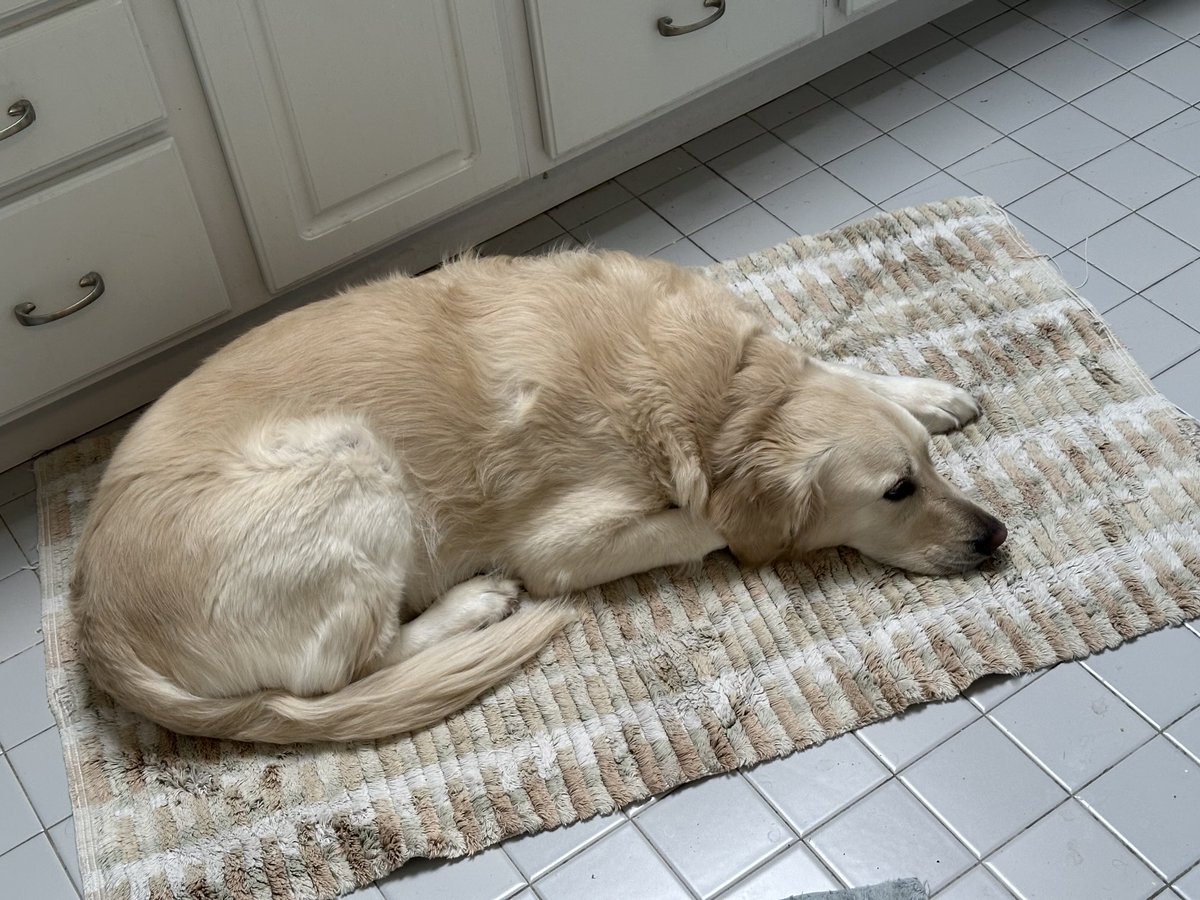hbunsis's tweet image. Roxy perfectly matches our bathroom rug
