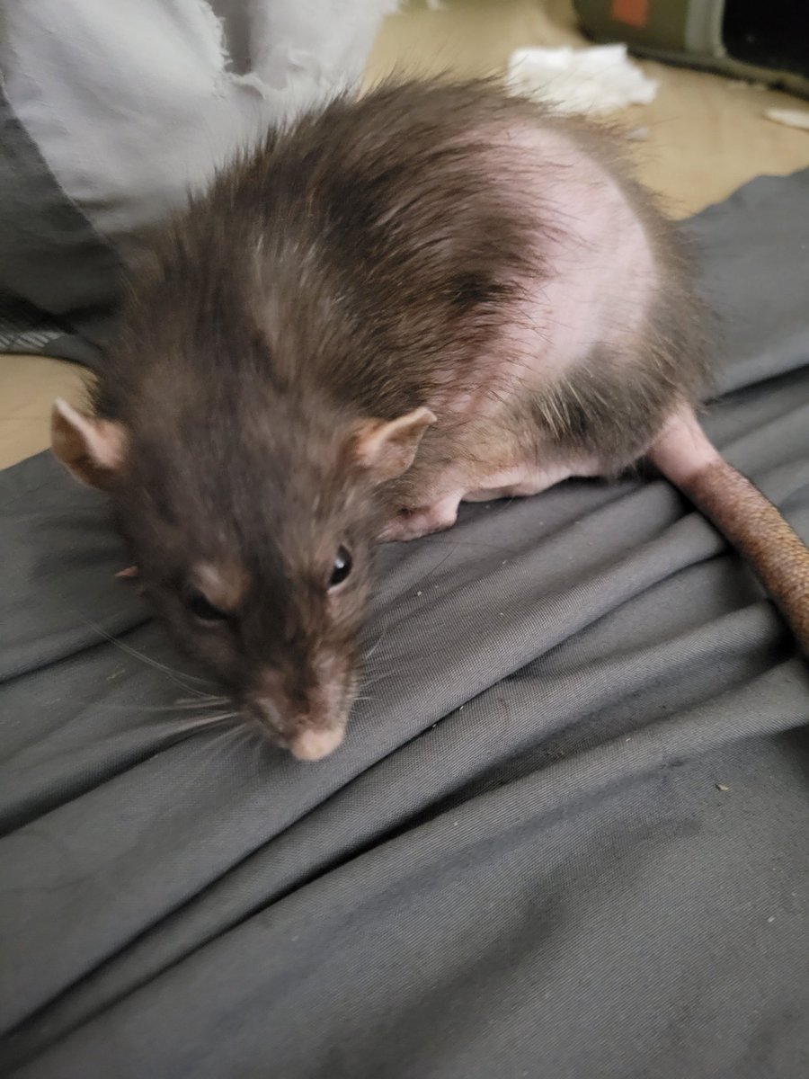 ItsPonky's tweet photo. URGENT RT PLS!!!!
Hi everyone, I hate to ask for help, but my baby Sugarpie needs urgent vet care. Her bottom teeth have overgrown, making it difficult for her to eat properly. If left untreated, this could cause serious pain, infections, or even prevent her eating entirely. https://t.co/dUW6k3pCmx
