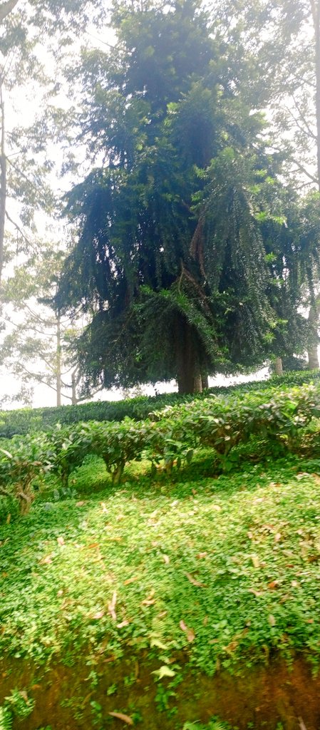 Tea is one of the cash crops grown in Tooro. Along the Kampala-Fort Portal highway and other areas, you are able to see tea plantations steeped in serenity with rows of lush green tea leaves stretching as far as the eye can see, bathed in warm sunlight and gentle mist.