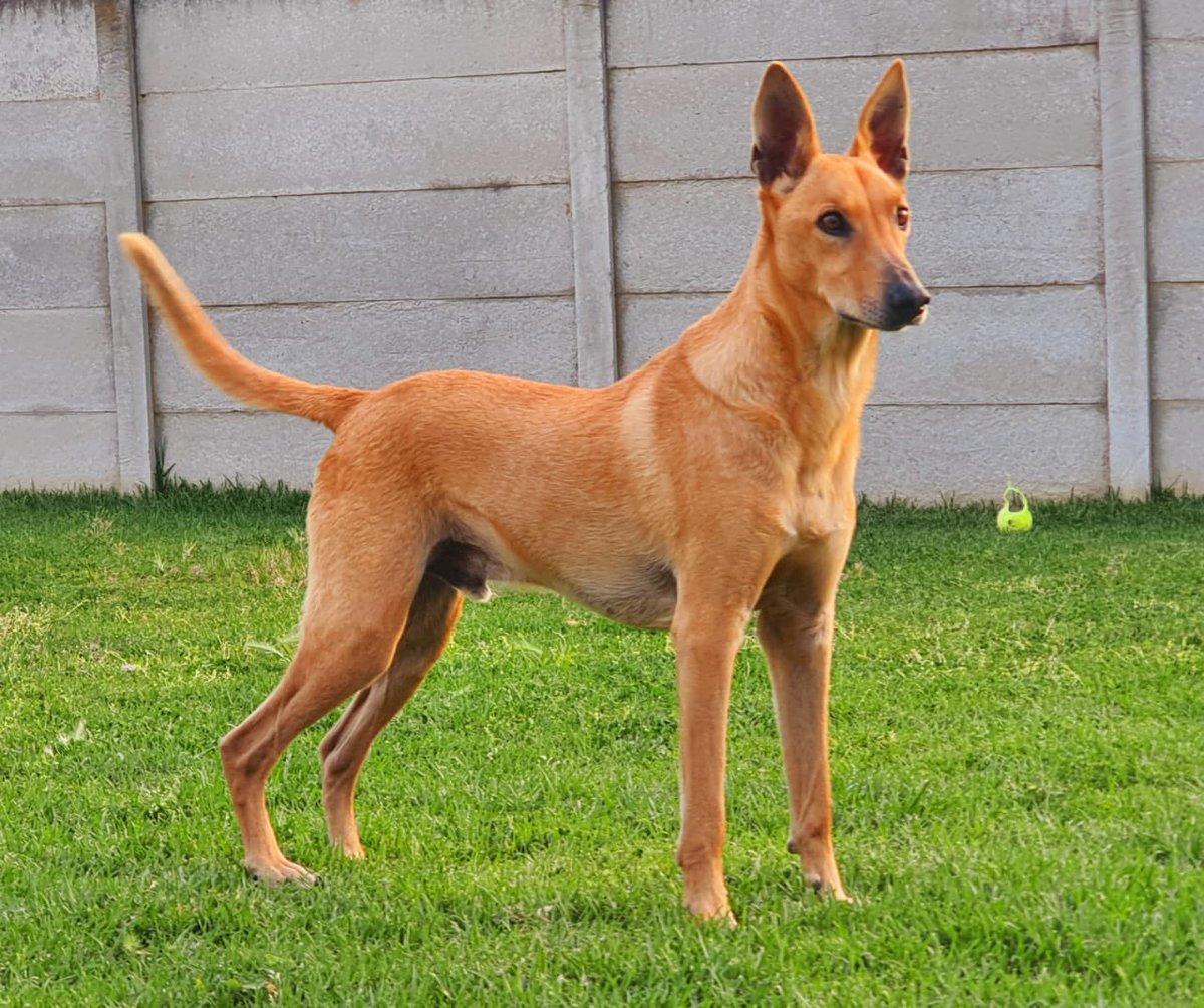 Happy 12th year of being in my life my beautiful boy, love you to the moon and back #AnimalLoves