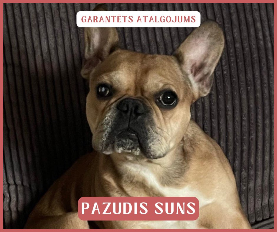 ‼️ Pazudis mīļotais ģimenes loceklis – franču buldogs vārdā Salva Bess ‼️

Krāsojums un īpatnības: labā acs ir balta, suns ir akls ar vienu aci. Pazuda pastaigas laikā adresē: Virsaišu iela 5, Gauja, Carnikavas pagasts.

🙏 Lūdzam sniegt jebkādu informāciju, zvanot uz tālruni: