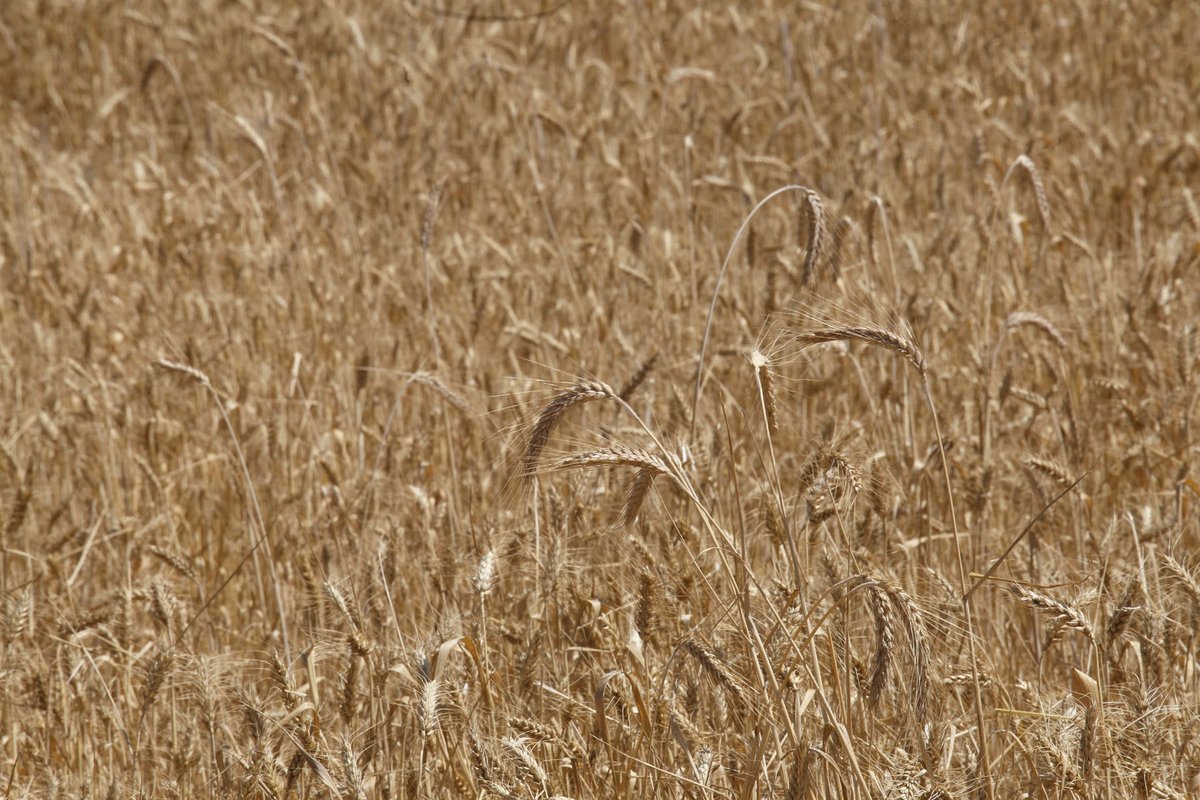 🌾Rebutgem la qualificació d’assegurats d’alt risc i alta sinistralitat en l’assegurança d’explotació de conreus herbacis

🤜👩‍🌾 No pot ser que els efectes de la crisi climàtica repercuteixin exclusivament sobre la pagesia

▶️ bit.ly/4h1LaUc