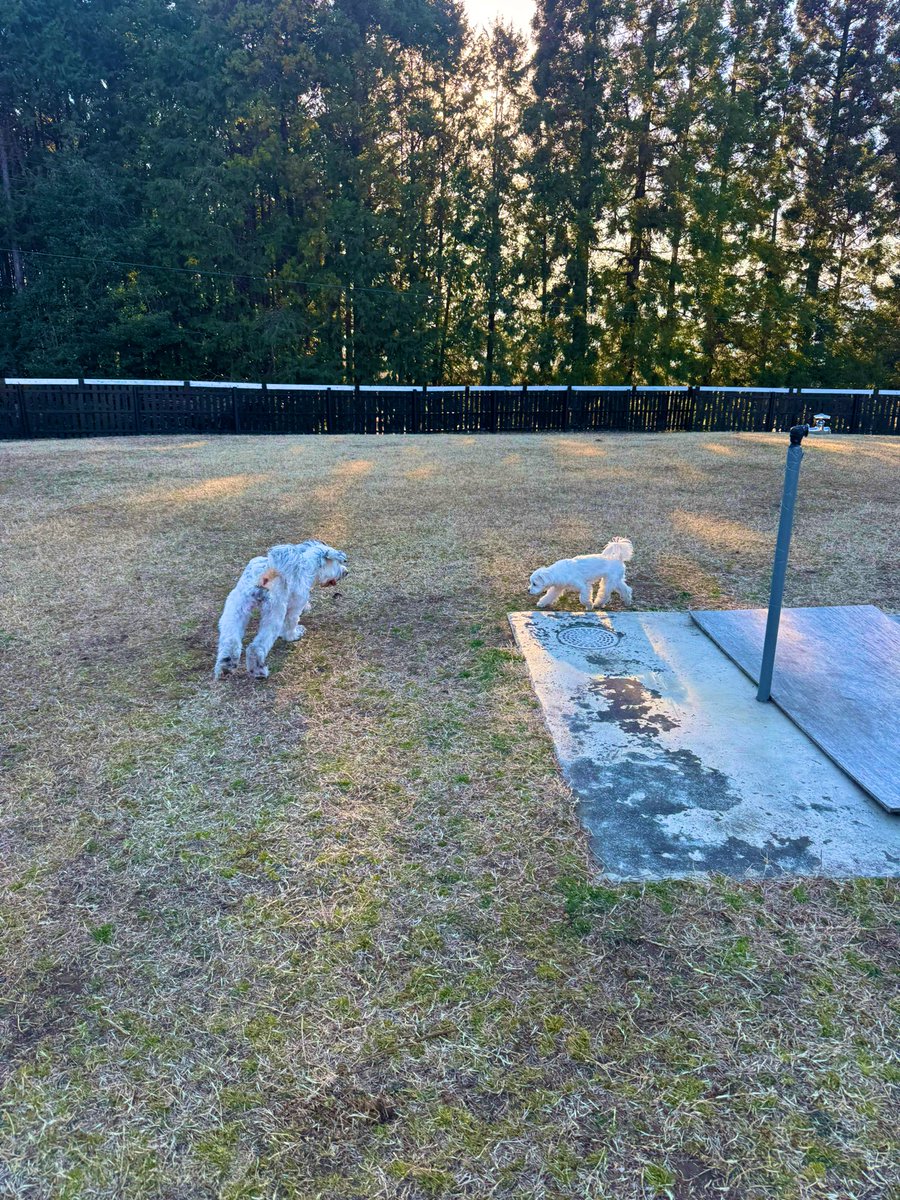 naoki_matsuda_Camp (@naoki__matsuda) on Twitter photo 広大なドッグラン🐶 広大なドッグラン🐶