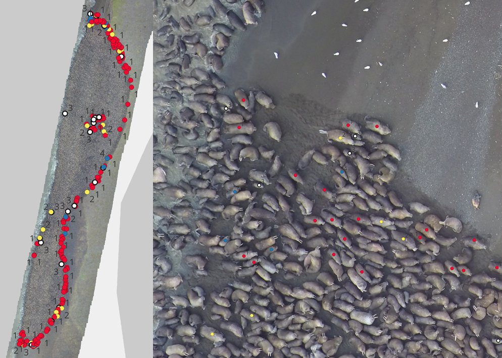 USGS_UAS's tweet image. New Q&A from the USGS Alaska Science Center:
Innovative drone technology provides critical insights into the body condition and health of Pacific #walruses in a changing Arctic.
usgs.gov/centers/alaska…